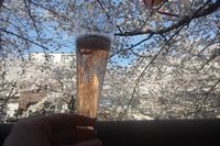 CHANDONでサクラに乾杯