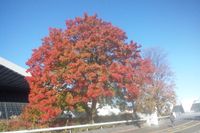 駒沢公園の紅葉