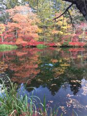 雲場池の紅葉