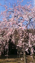 垂れ桜 垂れ桜