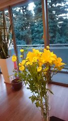お花 お花