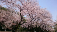 桜祭り桜