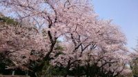 桜祭り桜 桜祭り桜
