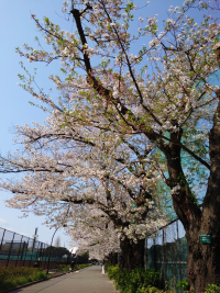 桜