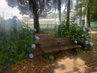 紫陽花いす 紫陽花いす