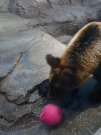 旭山動物園　すなすけ