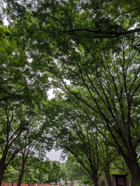駒沢緑