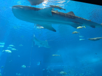 美ら海水族館